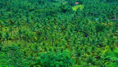 Lush green vanilla plantation with climbing vines and tropical vegetation