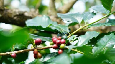 Lush green coffee plantation with rows of coffee plants on mountainous terrain in Colombia's Coffee Triangle region
