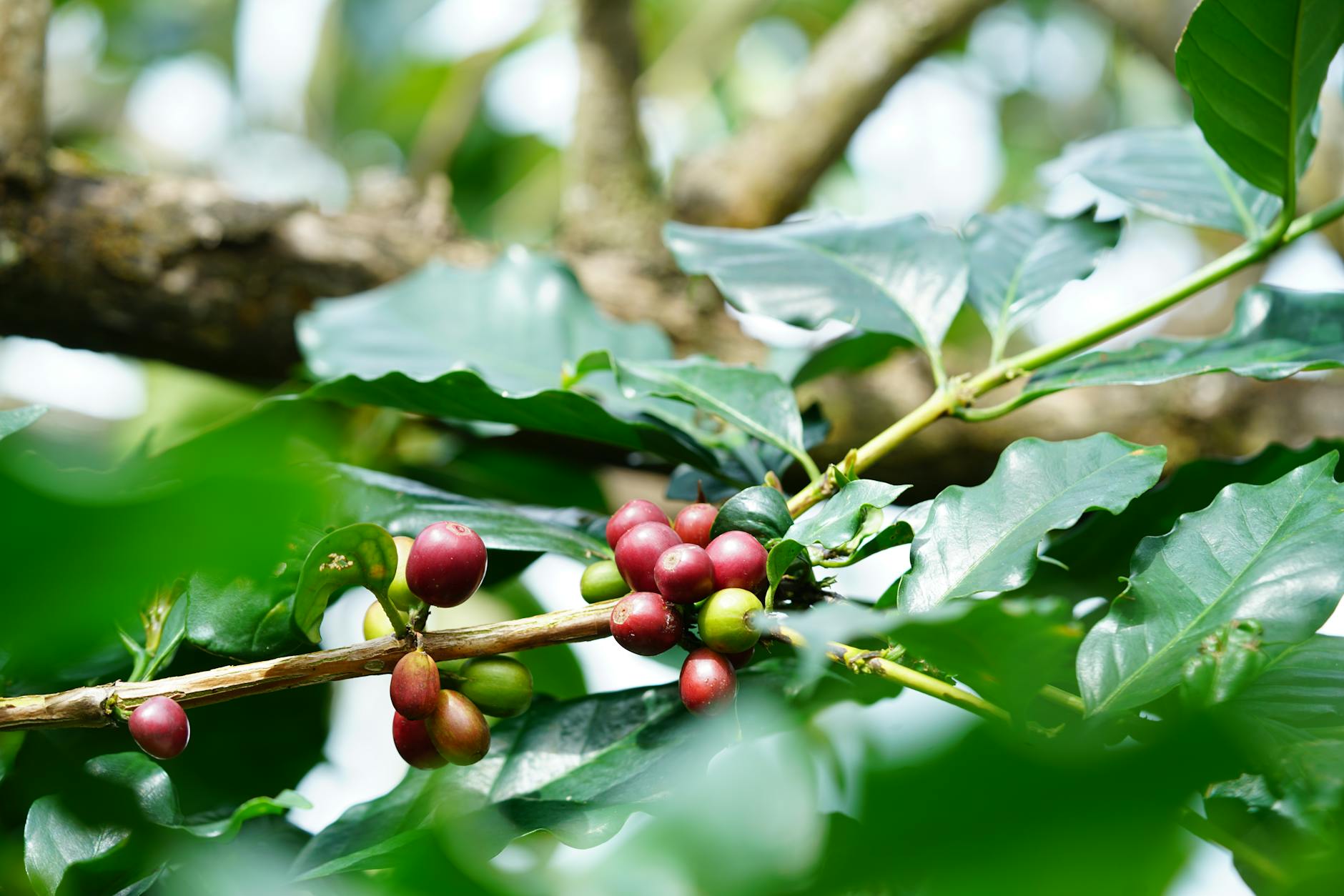Lush green coffee plantation with rows of coffee plants on mountainous terrain in Colombia's Coffee Triangle region