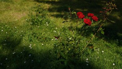Pink Damask roses blooming in agricultural fields during harvest season