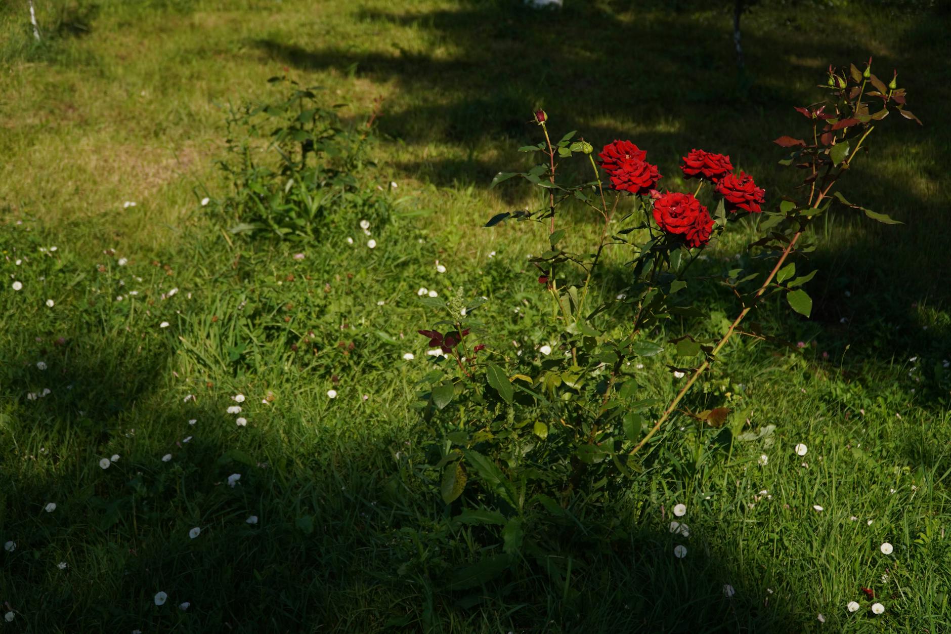 Pink Damask roses blooming in agricultural fields during harvest season