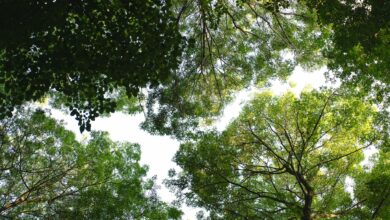 Lush green forest canopy viewed from above showing dense tropical vegetation
