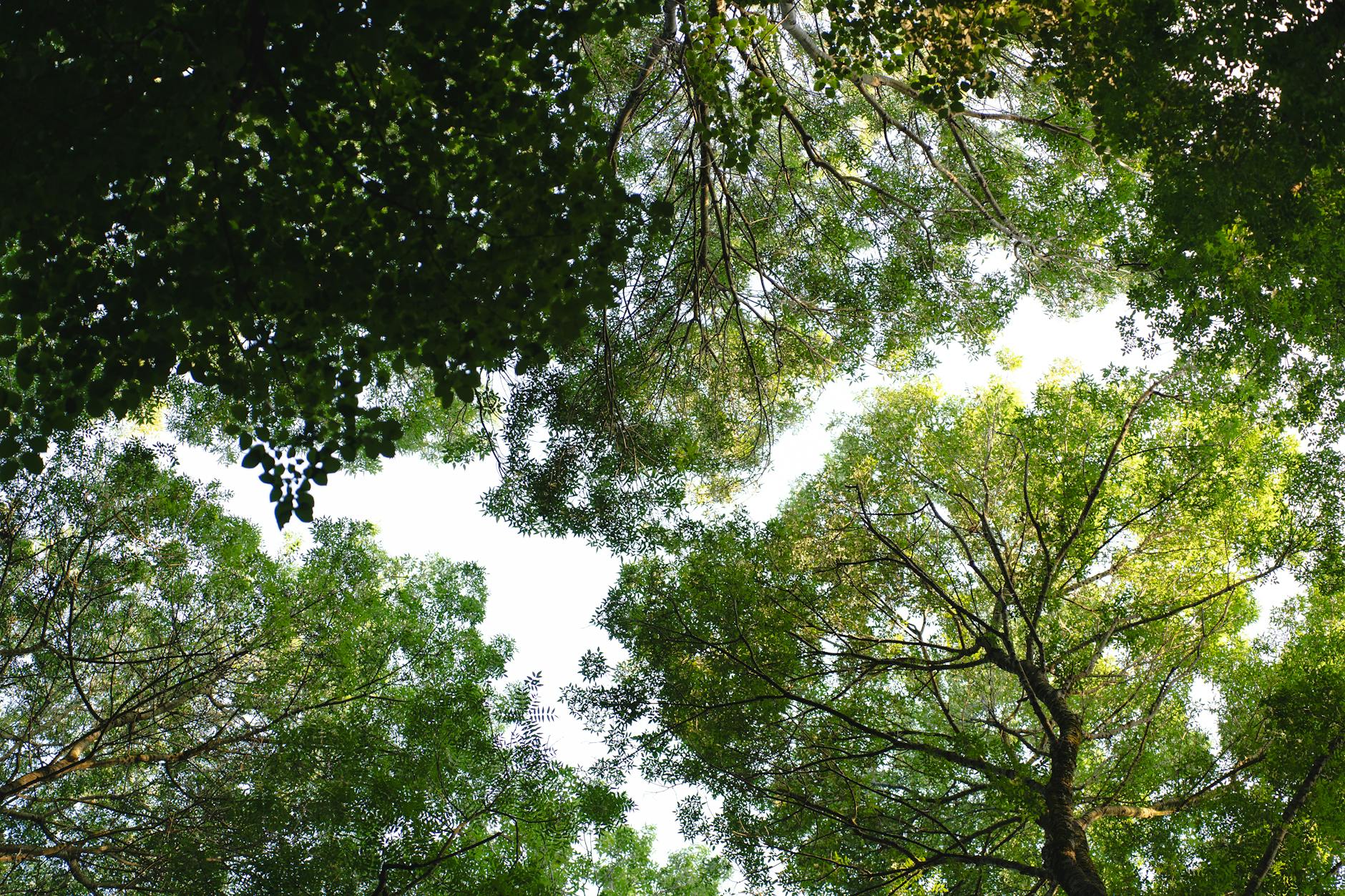 Lush green forest canopy viewed from above showing dense tropical vegetation