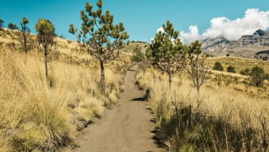 Scenic mountain hiking trail winding through forested hillside with mountain peaks in background