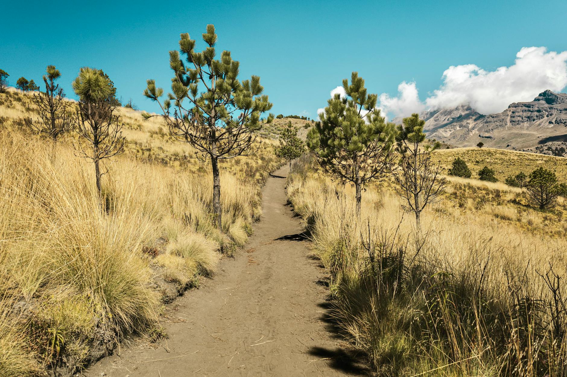 Scenic mountain hiking trail winding through forested hillside with mountain peaks in background