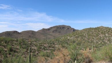 Vast desert landscape with rolling sand dunes and sparse vegetation typical of Mongolia's Gobi Desert region