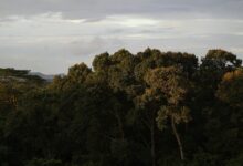 Misty cloud forest canopy with lush green vegetation and hanging bridges