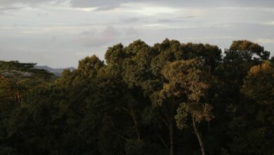 Misty cloud forest canopy with lush green vegetation and hanging bridges