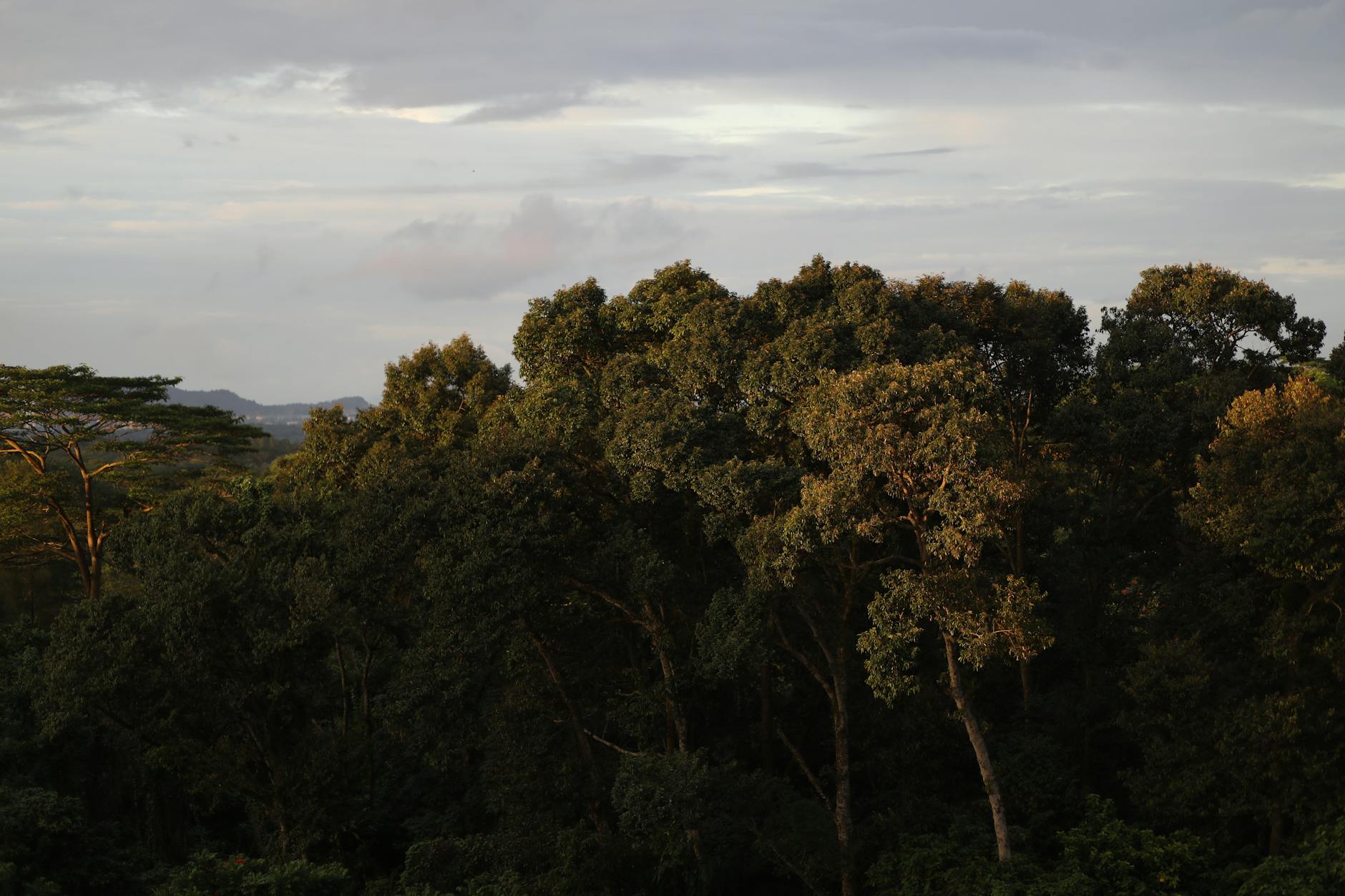Misty cloud forest canopy with lush green vegetation and hanging bridges