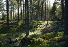 Sunlight filtering through tall forest trees creating a peaceful natural environment