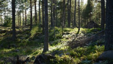 Sunlight filtering through tall forest trees creating a peaceful natural environment
