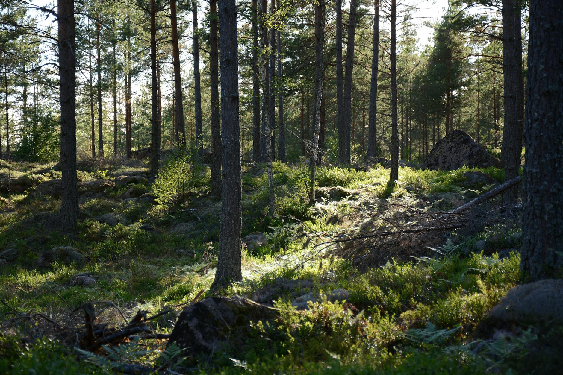 Sunlight filtering through tall forest trees creating a peaceful natural environment