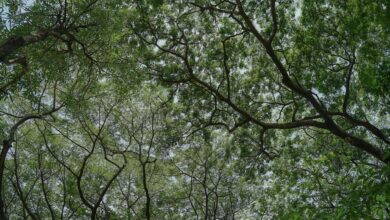 Dense forest canopy showing the natural environment where Indigenous communities teach traditional gathering skills