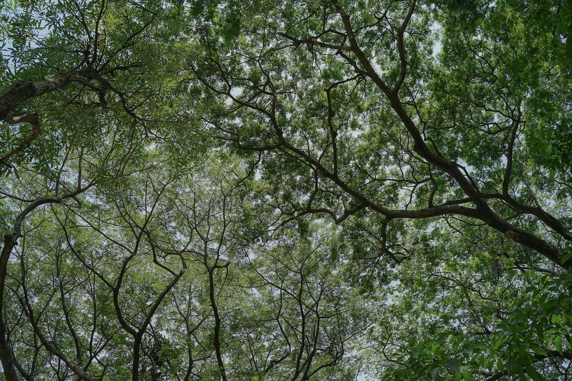 Dense forest canopy showing the natural environment where Indigenous communities teach traditional gathering skills