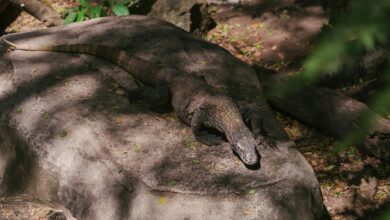 Large Komodo dragon on rocky terrain in natural habitat