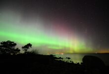 Spectacular green and purple aurora borealis dancing across dark night sky above silhouetted treeline
