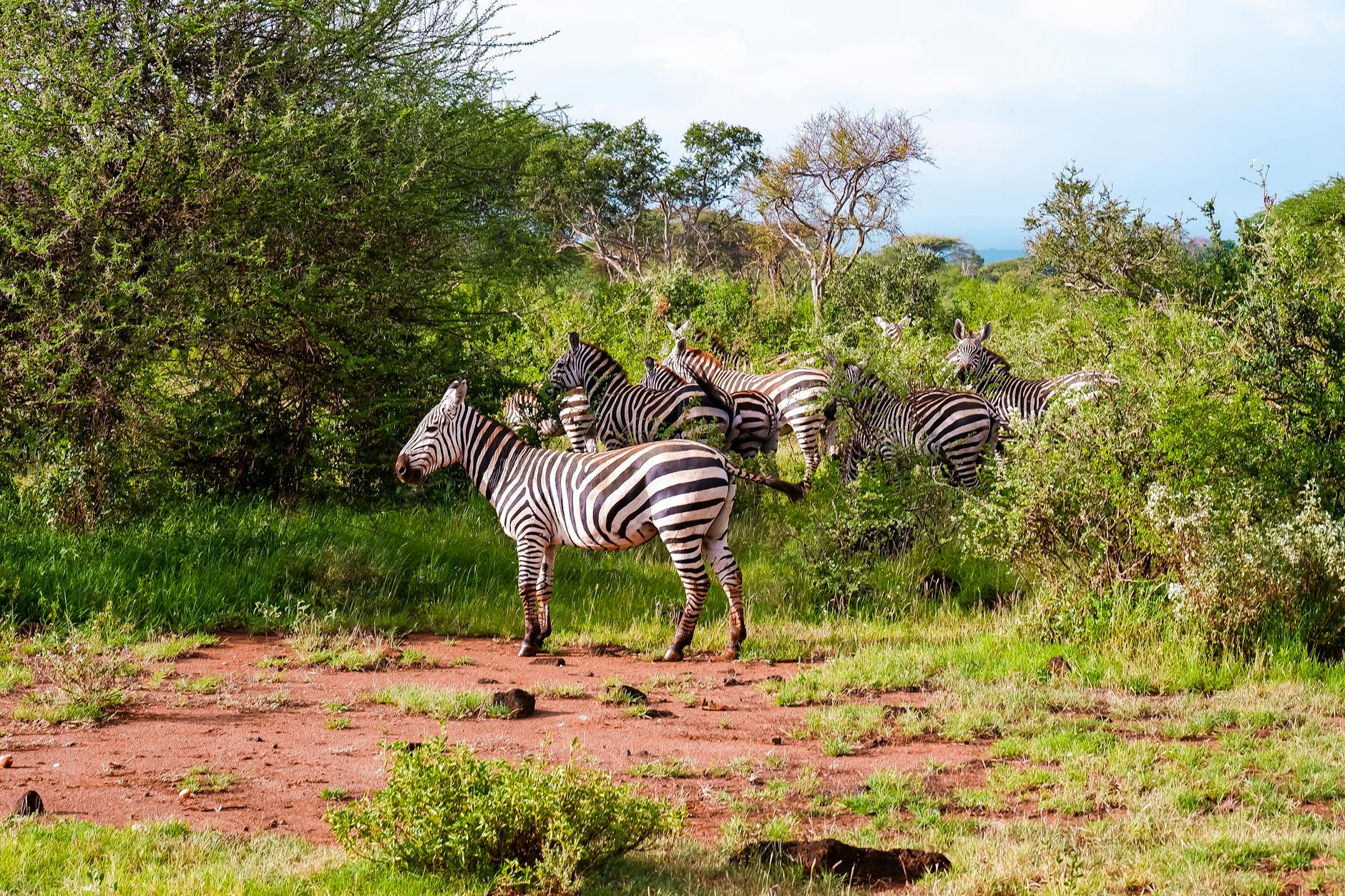 African savanna landscape with acacia trees and golden grassland stretching to horizon
