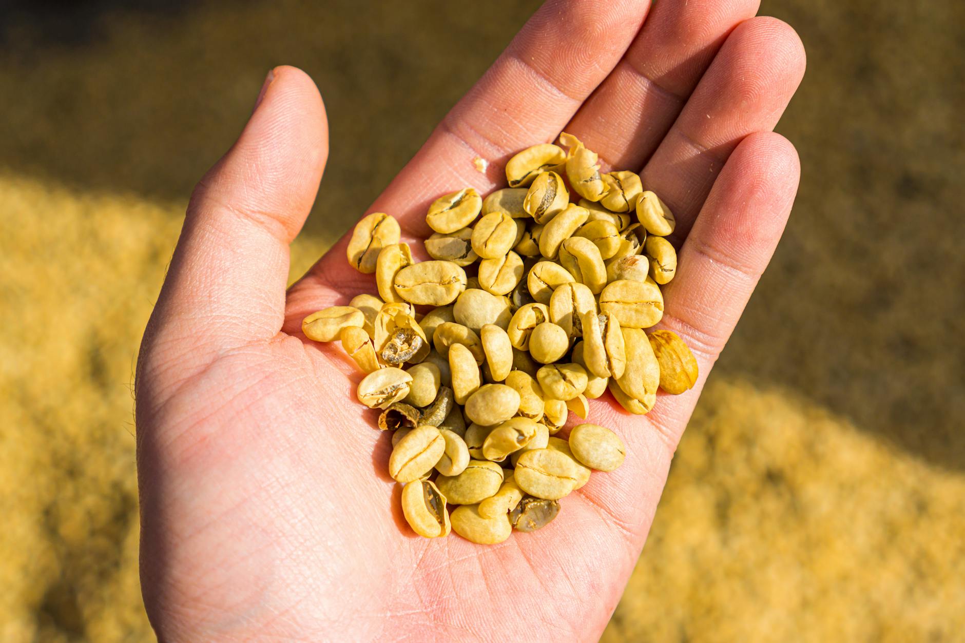 Traditional coffee bean drying patio with freshly harvested coffee beans spread under tropical sunlight