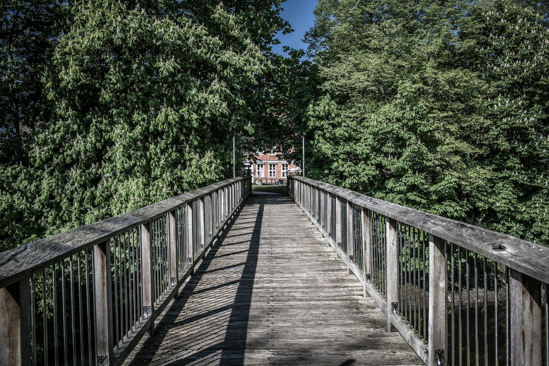 Wooden elevated walkway extending through forest canopy with safety railings