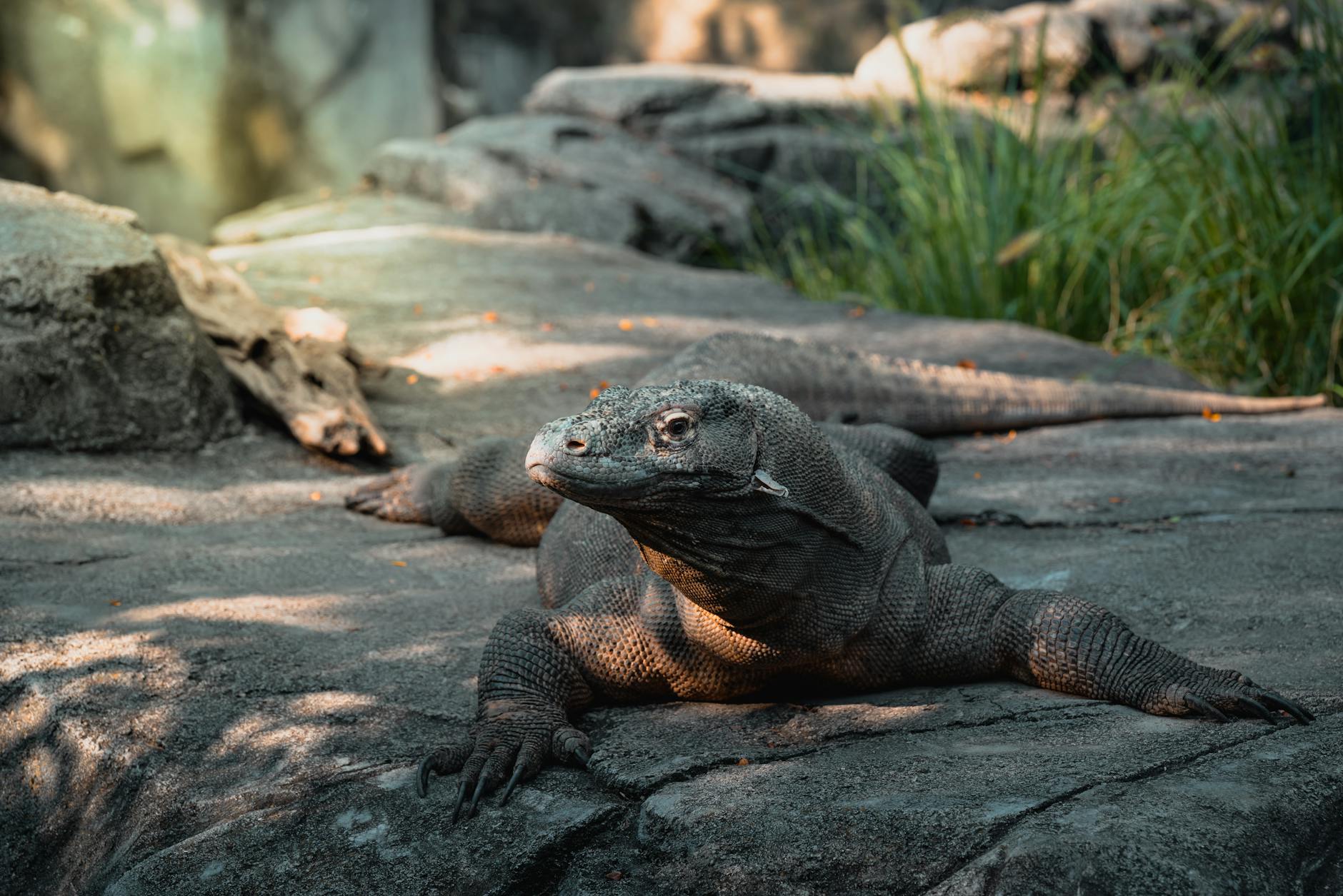 Large Komodo dragon walking across rocky terrain in natural island habitat