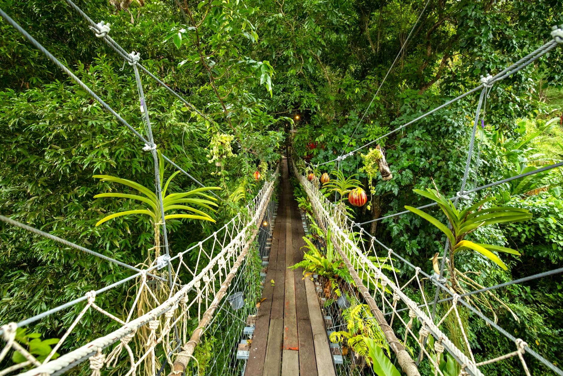 Wooden suspension bridge stretching through dense tropical forest canopy