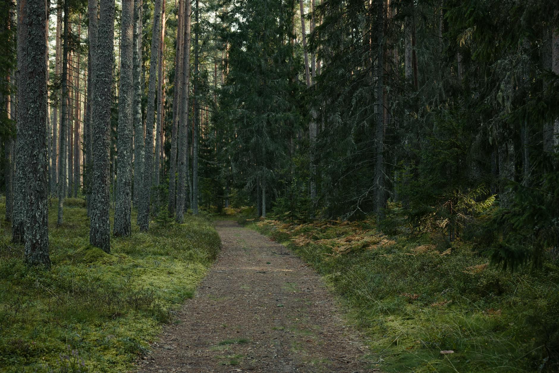 Scenic nature trail winding through green forest perfect for walking meetings
