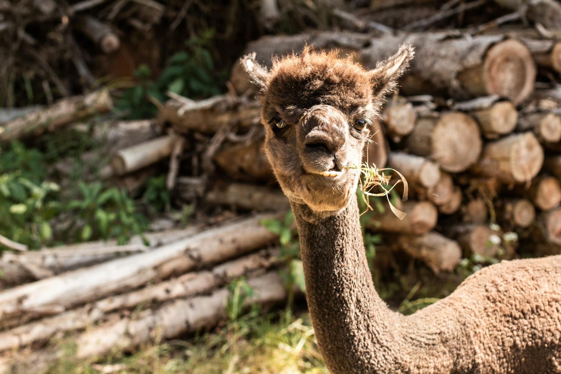 Natural alpaca fiber in various colors arranged for textile dyeing and spinning process