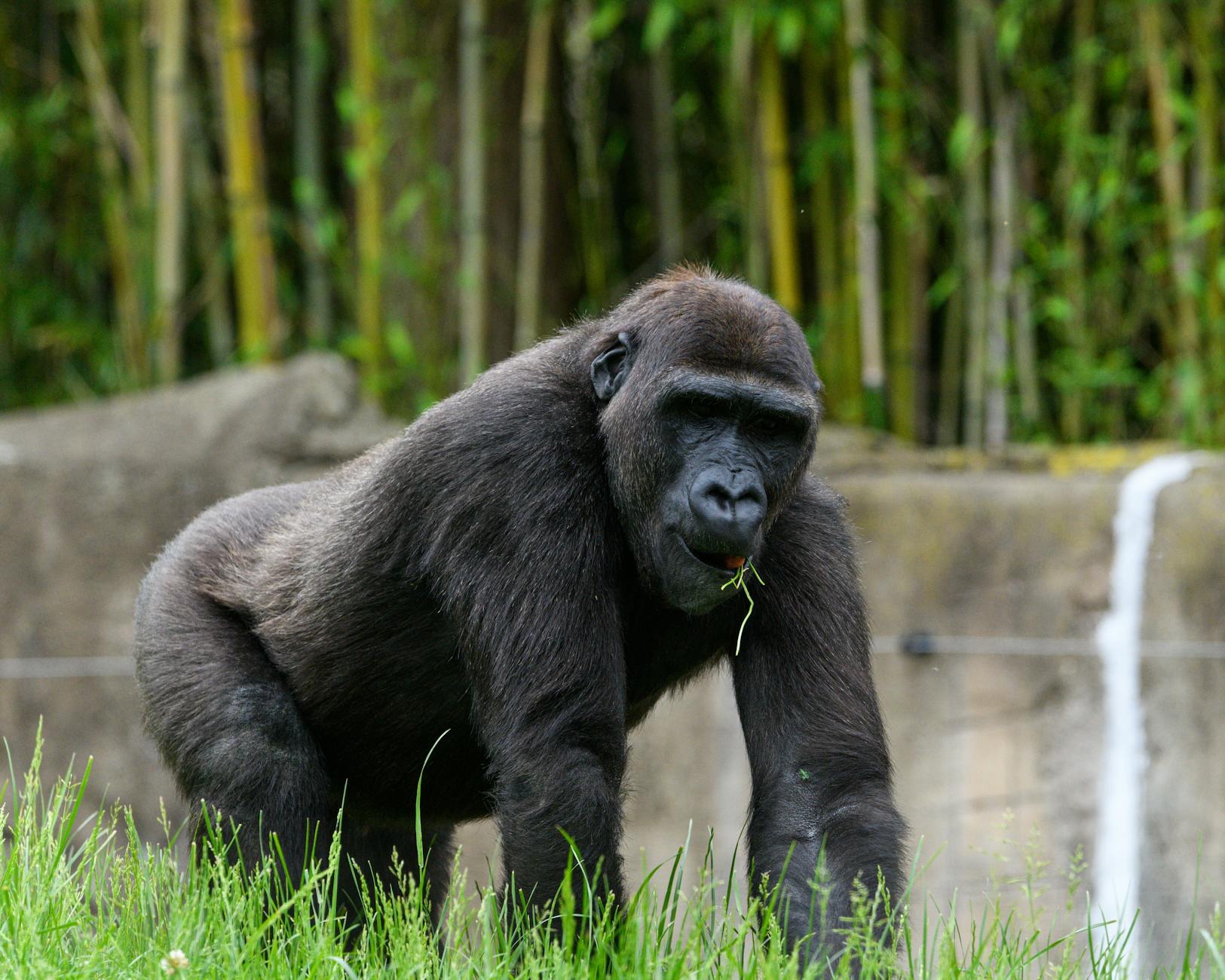 Mountain gorilla sitting among green forest vegetation in natural habitat