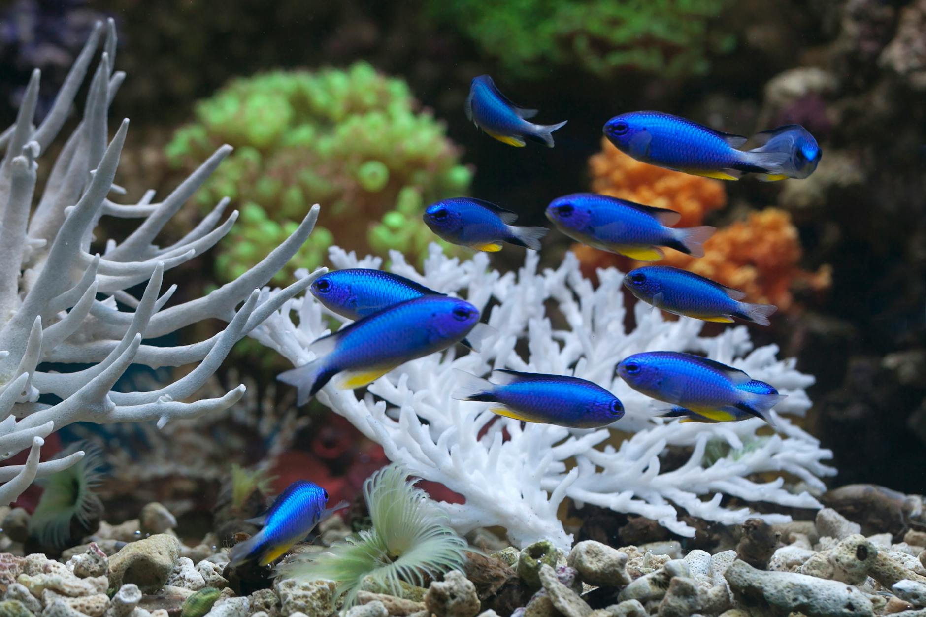 Colorful tropical fish swimming around vibrant coral reef formations in clear blue water