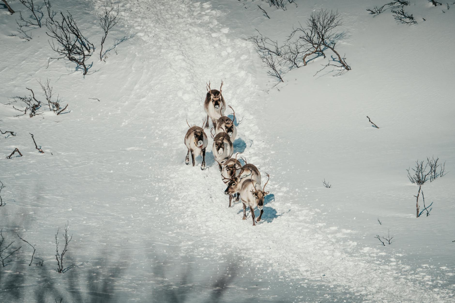 Caribou walking through snowy terrain in Alaska wilderness setting