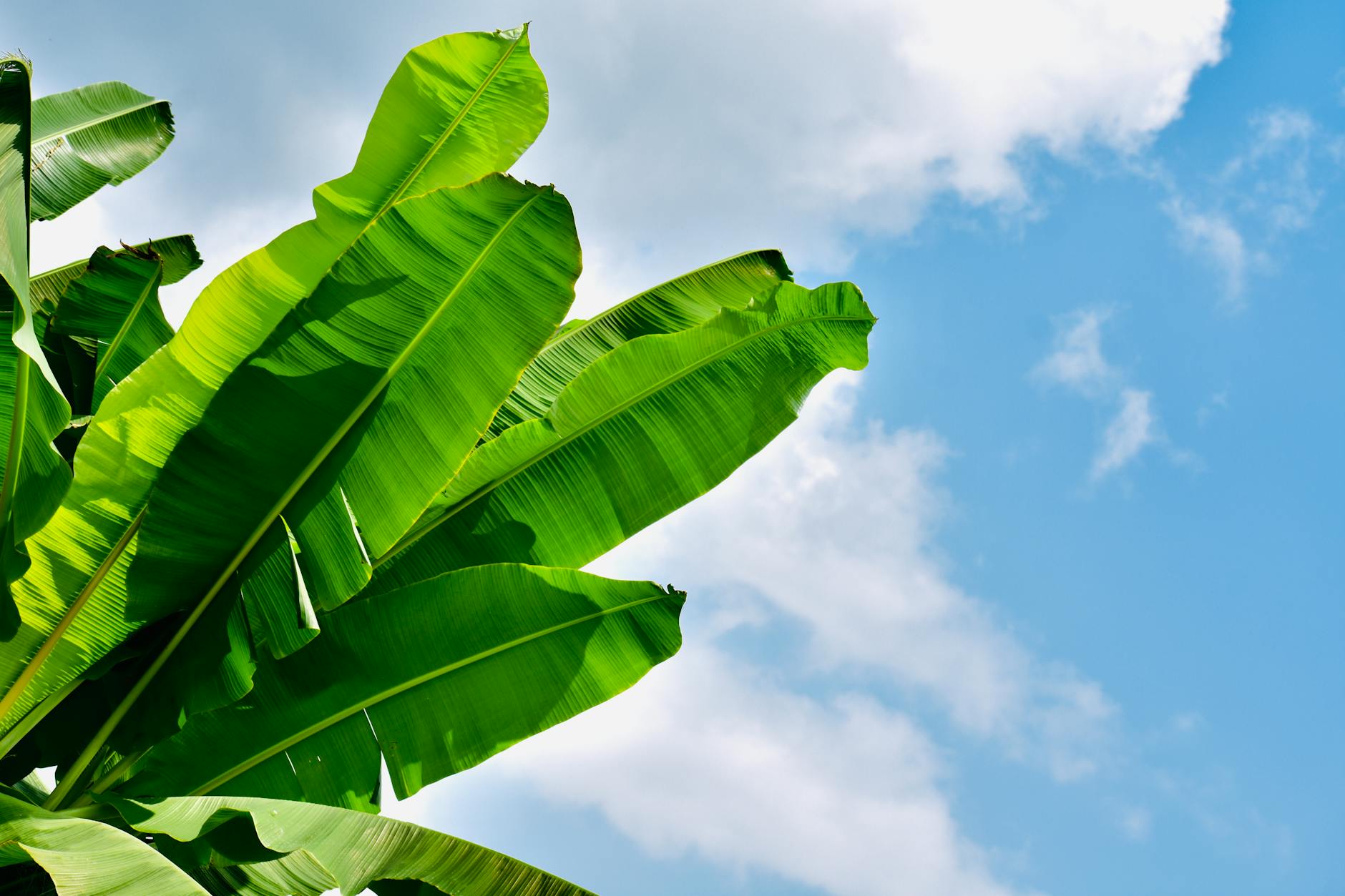 Fresh green banana leaves being prepared for traditional cooking methods