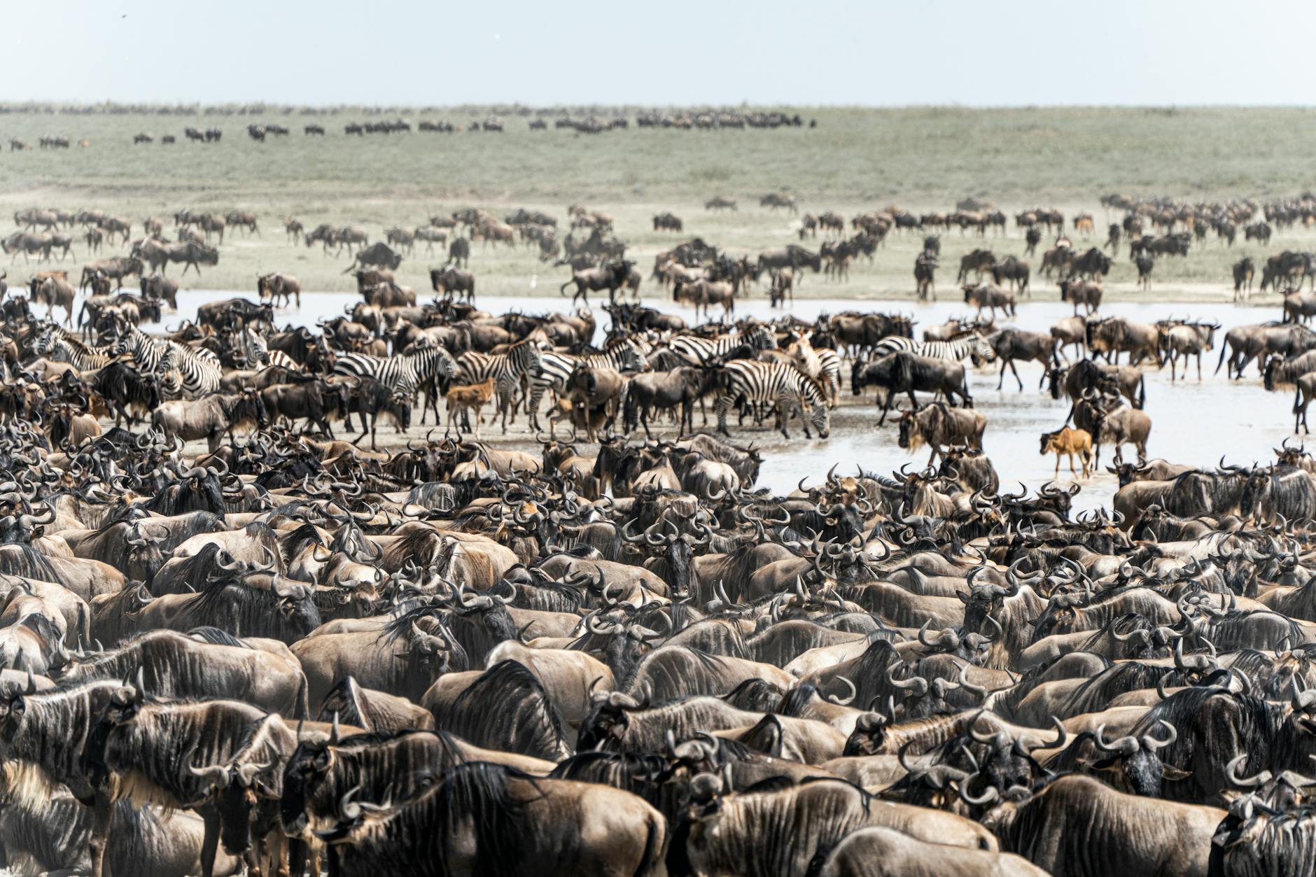 Large herds of wildebeest and zebras moving across golden grasslands during annual migration