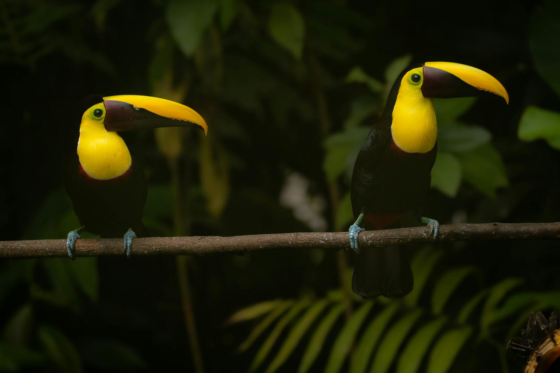 Colorful tropical bird perched among green leaves in rainforest setting