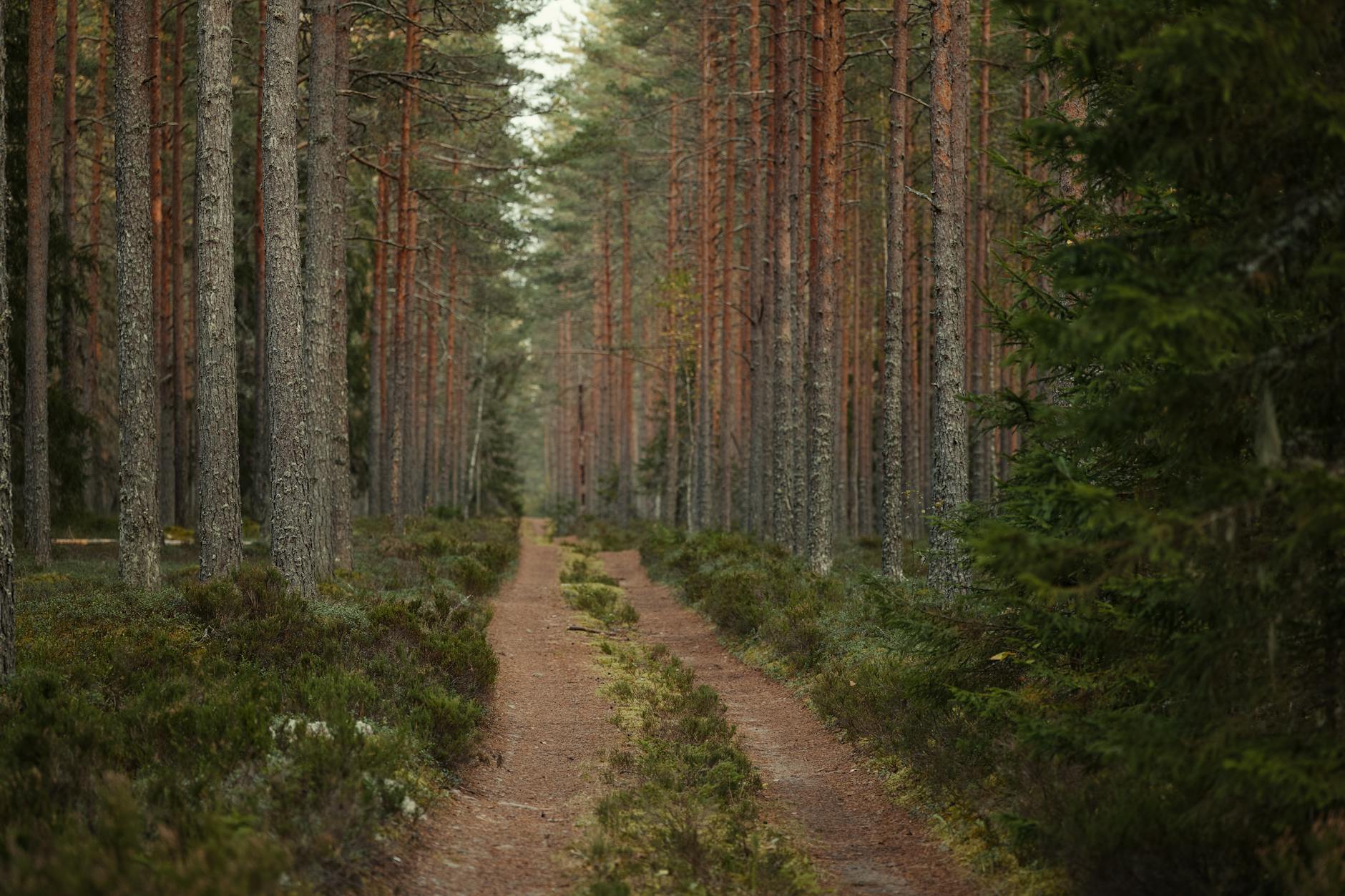 Serene forest pathway winding through lush green trees and natural vegetation