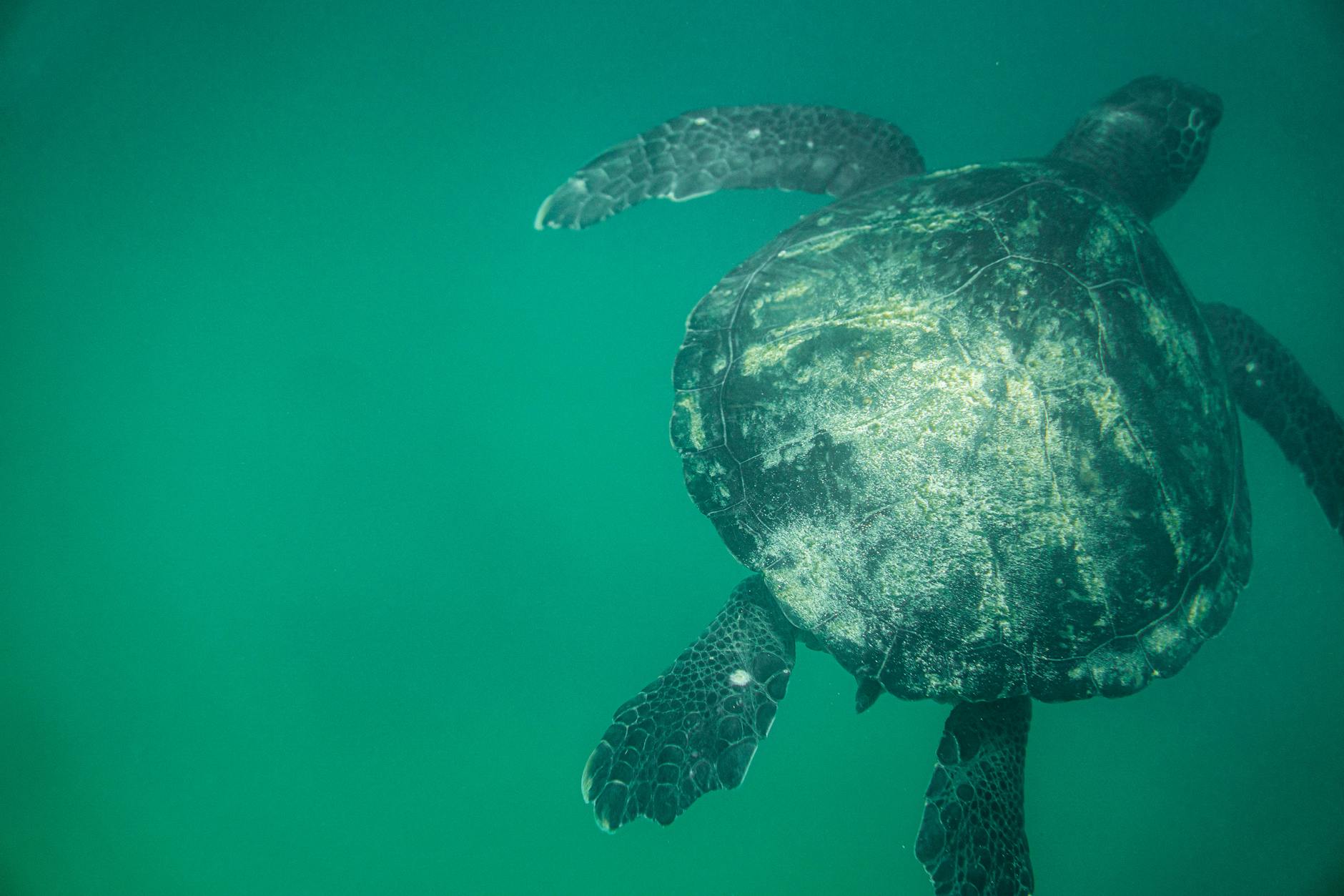Sea turtle on sandy beach during nesting season conservation program