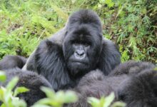 A mountain gorilla resting in dense green vegetation in a Central African national park
