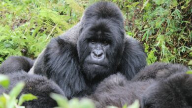 A mountain gorilla resting in dense green vegetation in a Central African national park