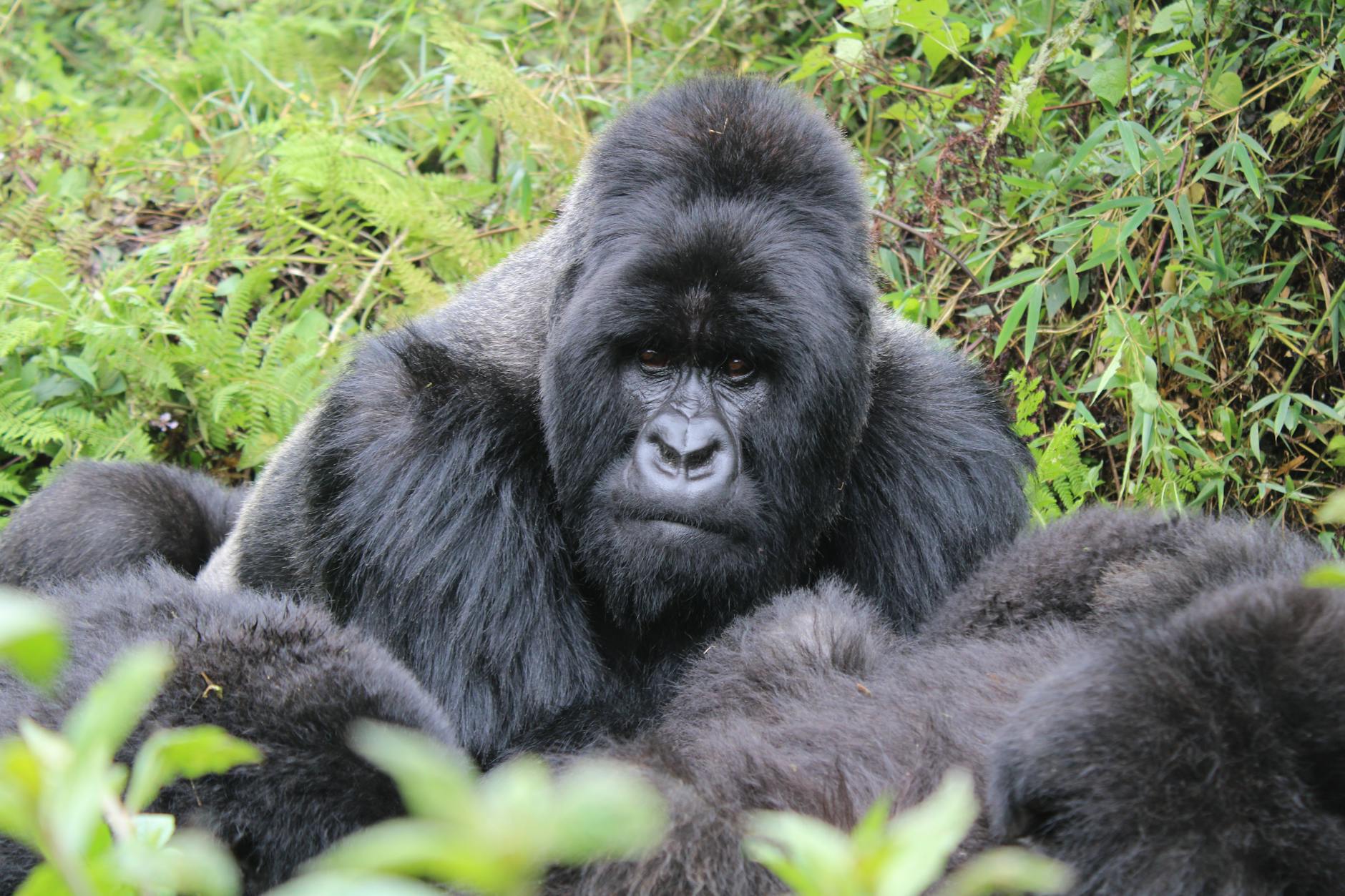 A mountain gorilla resting in dense green vegetation in a Central African national park