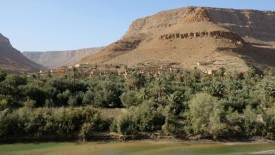 A palm oasis stretching along a river valley in southern Morocco with arid cliffs in the background