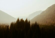 Misty forested mountain landscape in Tanzania's Usambara range