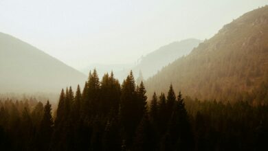 Misty forested mountain landscape in Tanzania's Usambara range