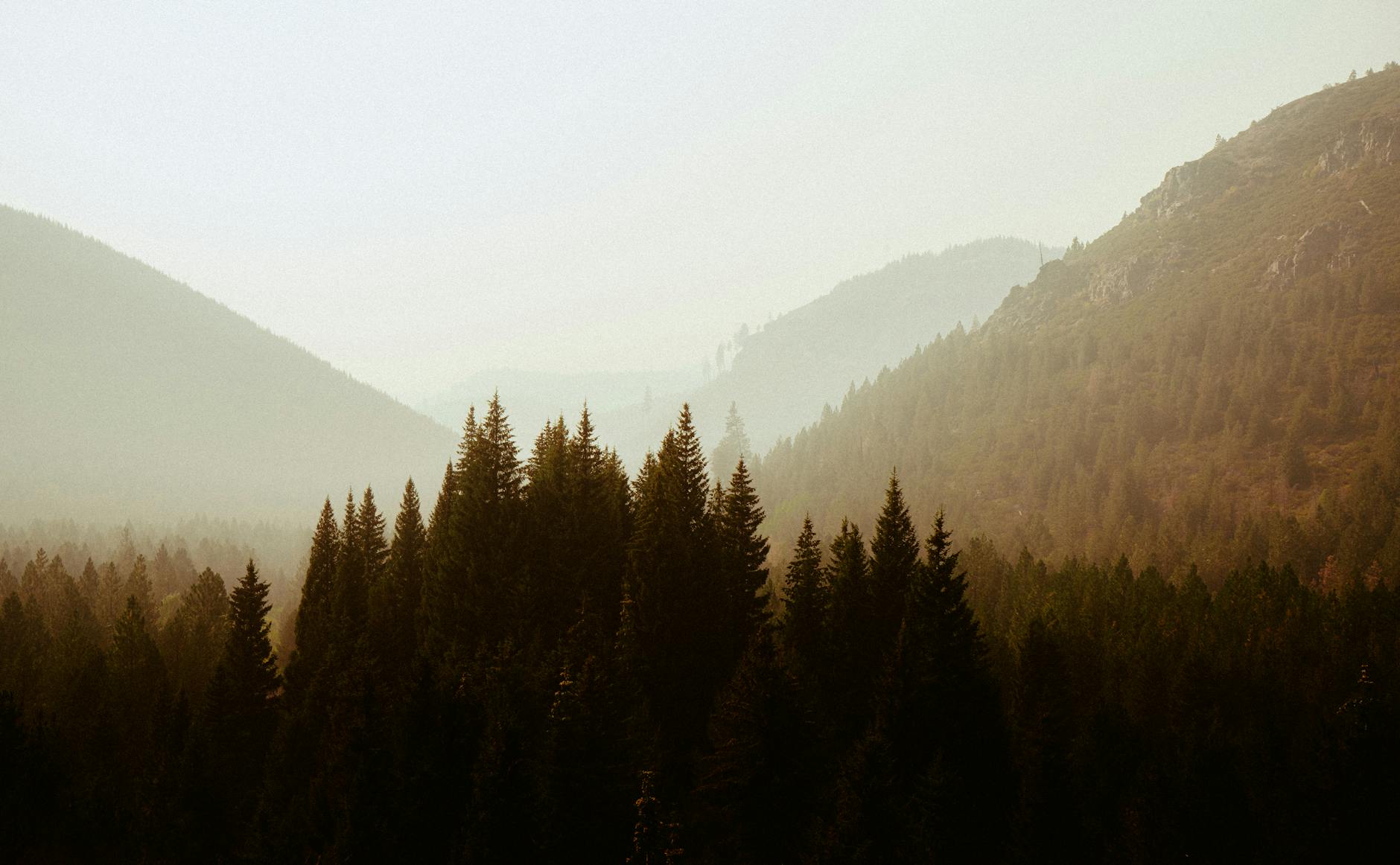 Misty forested mountain landscape in Tanzania's Usambara range