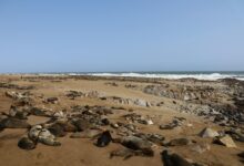 Foggy Atlantic coastline along Namibia's Skeleton Coast with desert sand meeting the ocean