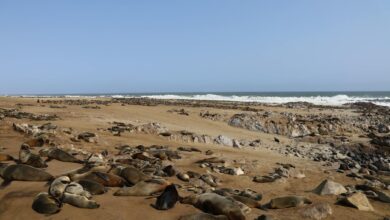 Foggy Atlantic coastline along Namibia's Skeleton Coast with desert sand meeting the ocean