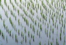 Flooded rice paddies in Vietnam's Mekong Delta region with water reflecting sky