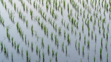 Flooded rice paddies in Vietnam's Mekong Delta region with water reflecting sky