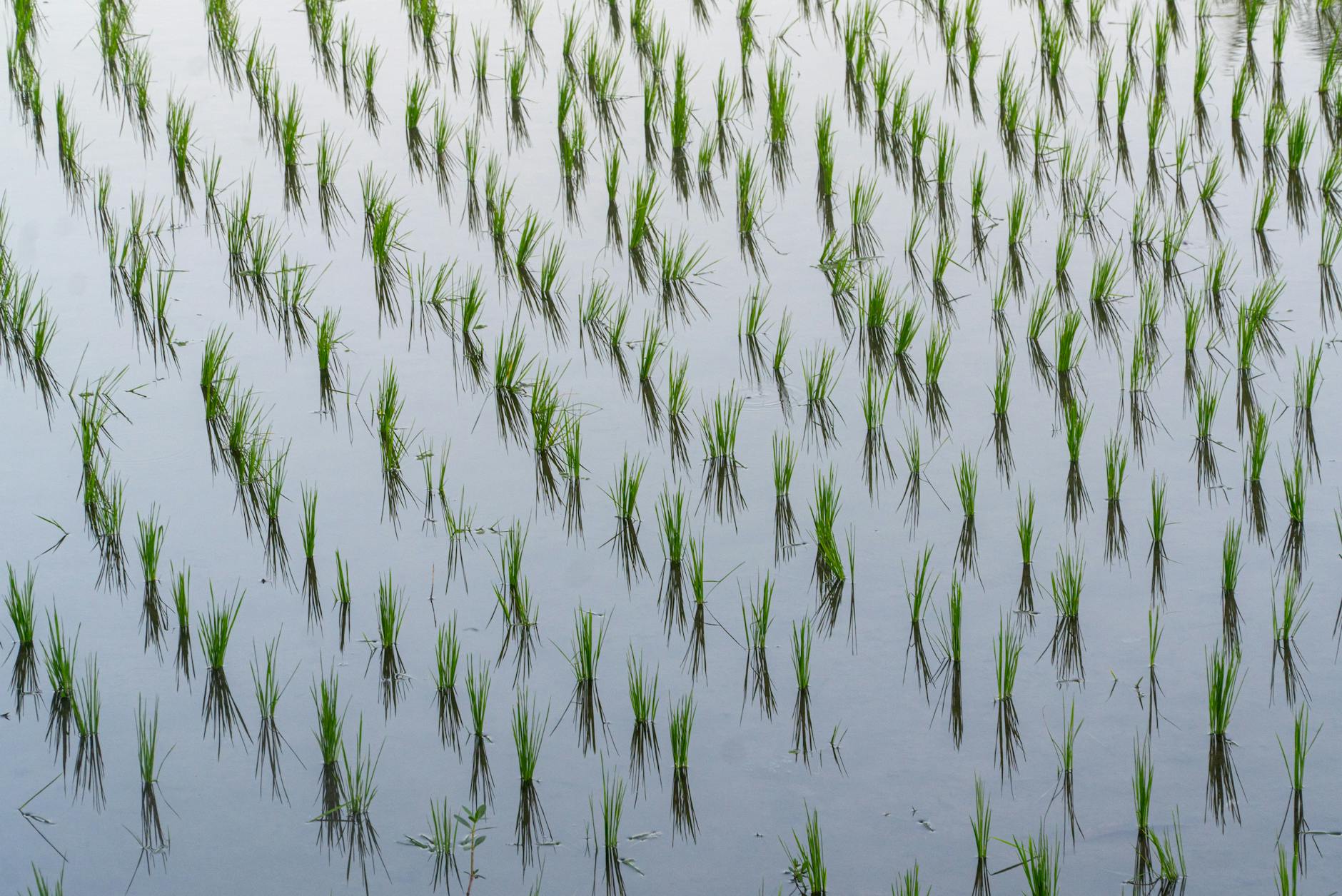 Flooded rice paddies in Vietnam's Mekong Delta region with water reflecting sky
