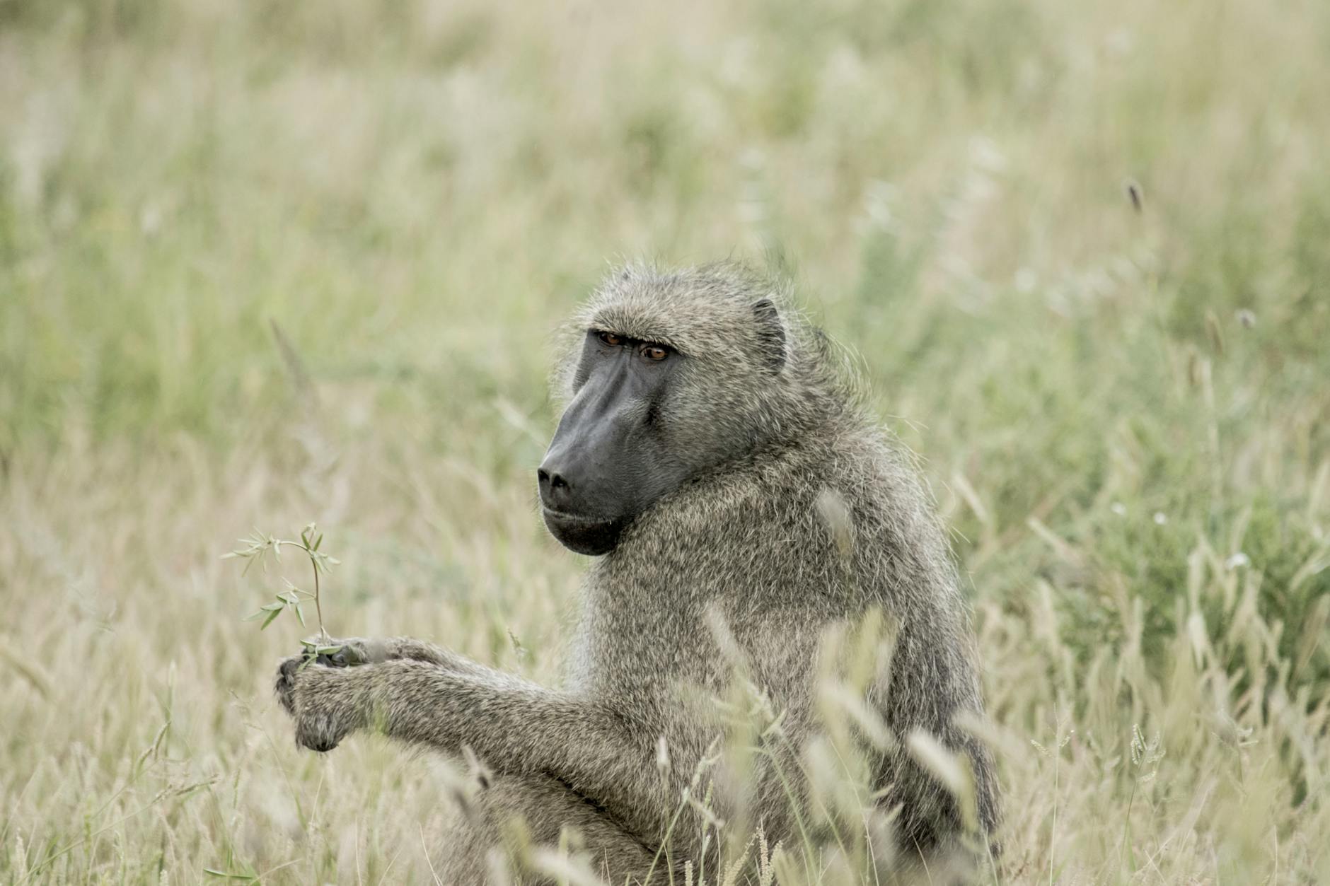 Gelada baboons grazing on high-altitude grassland in Ethiopia's Simien Mountains