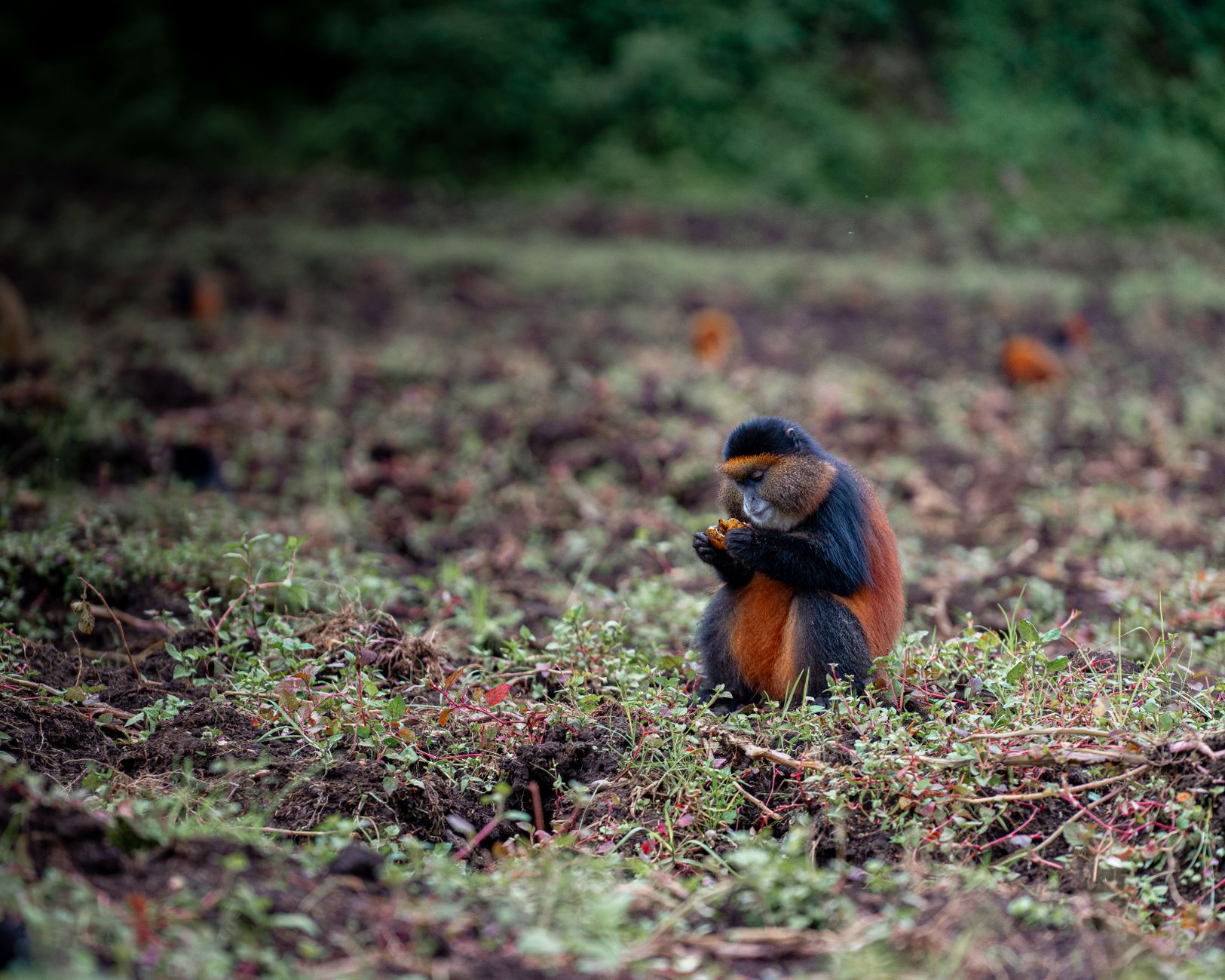 A hiking trail through dense rainforest in Rwanda's Volcanoes National Park region