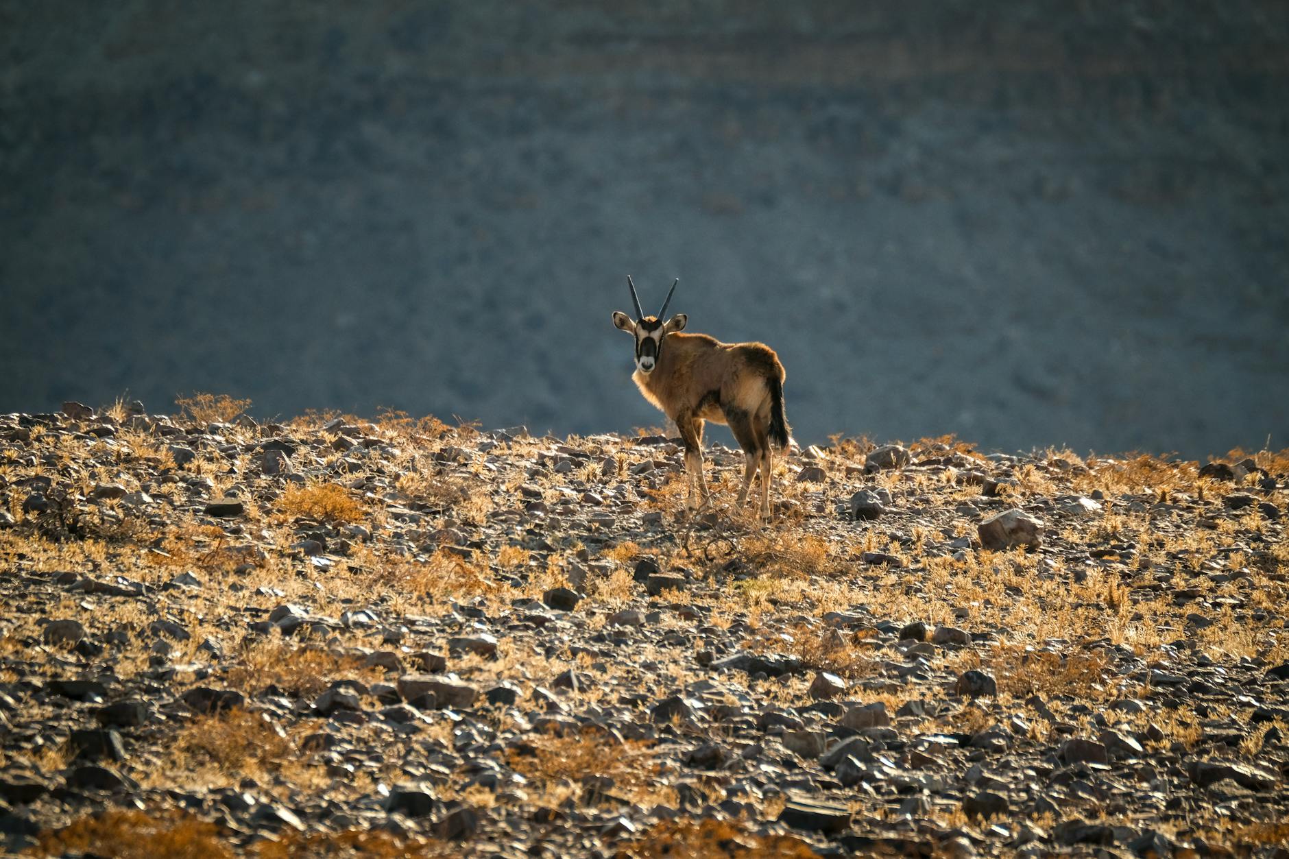 Wildlife moving through a dry desert landscape at dusk